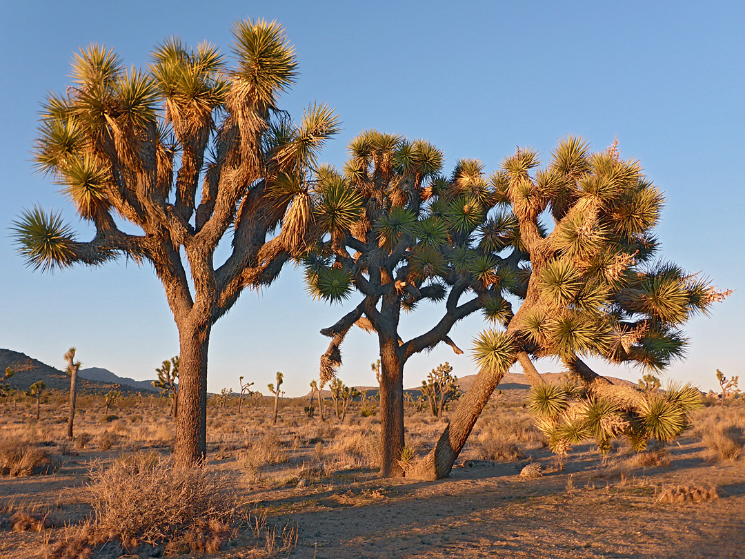 Sunset on Joshua trees