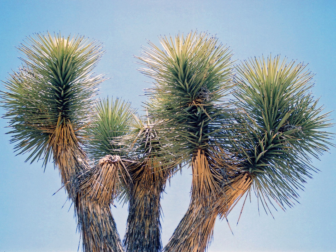 Joshua tree branches