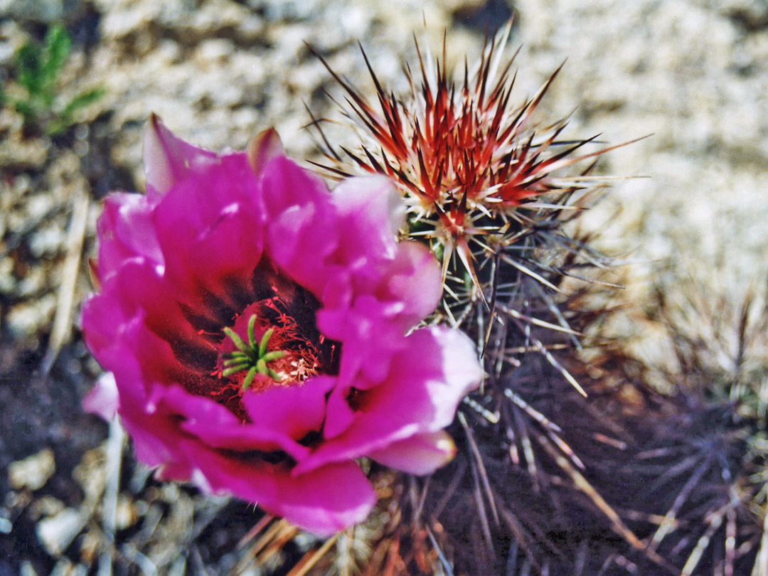 Pink flower