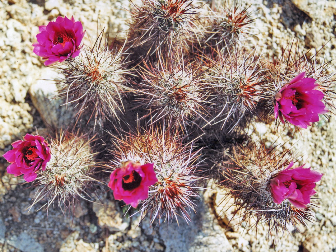 Group of Engelmann's hedgehog cacti