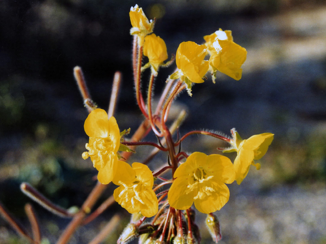 Yellow cups