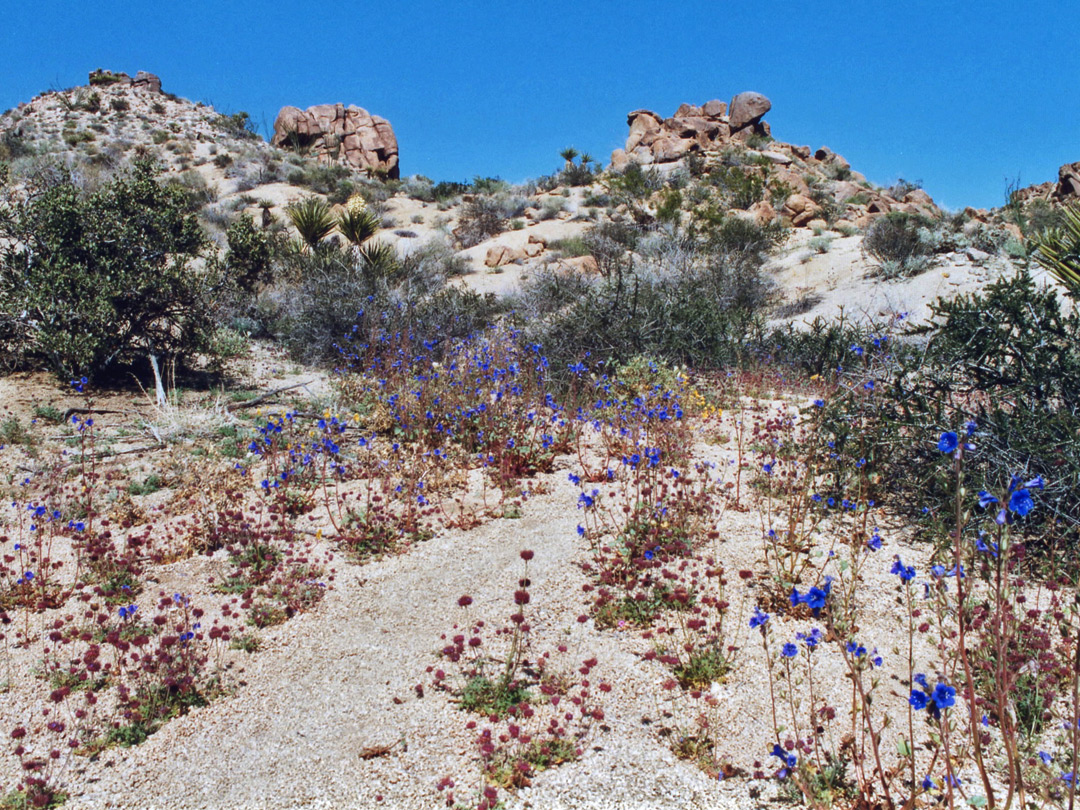 Desert bluebell in a dry wash