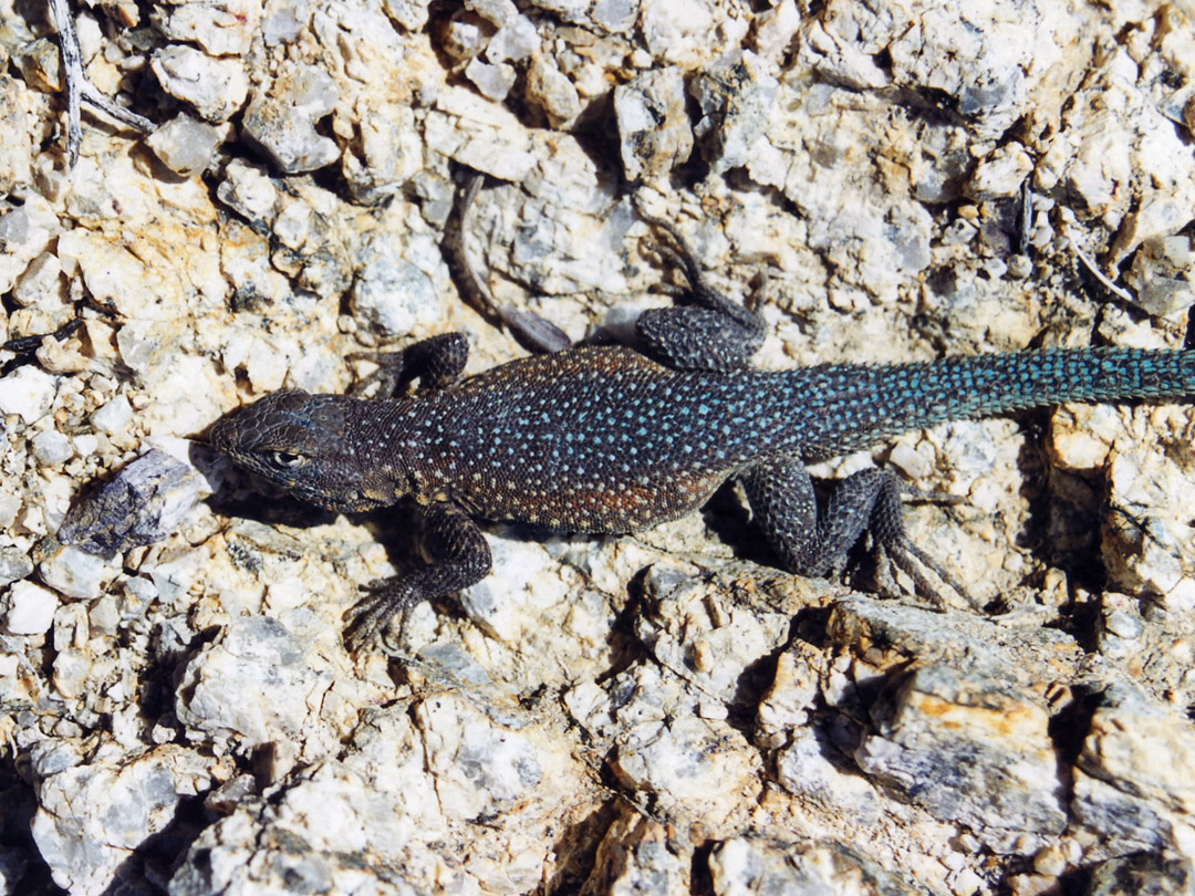 Side-blotched lizard