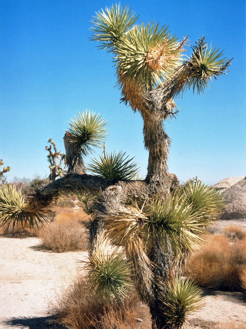 A Joshua tree