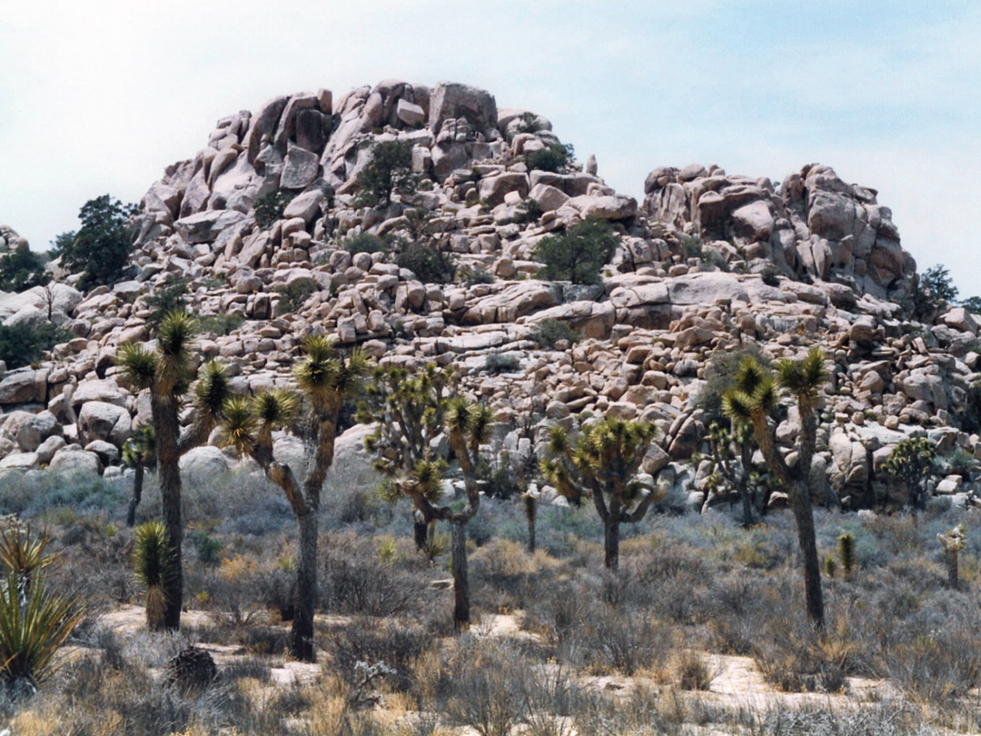 Joshua trees