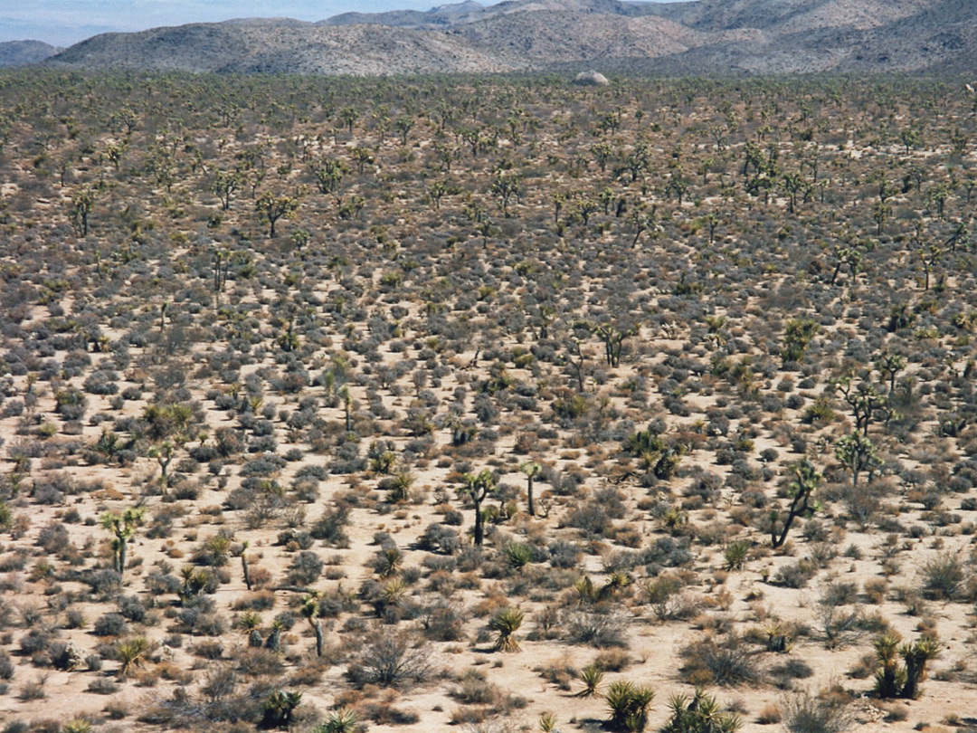 Desert near the White Tank campground