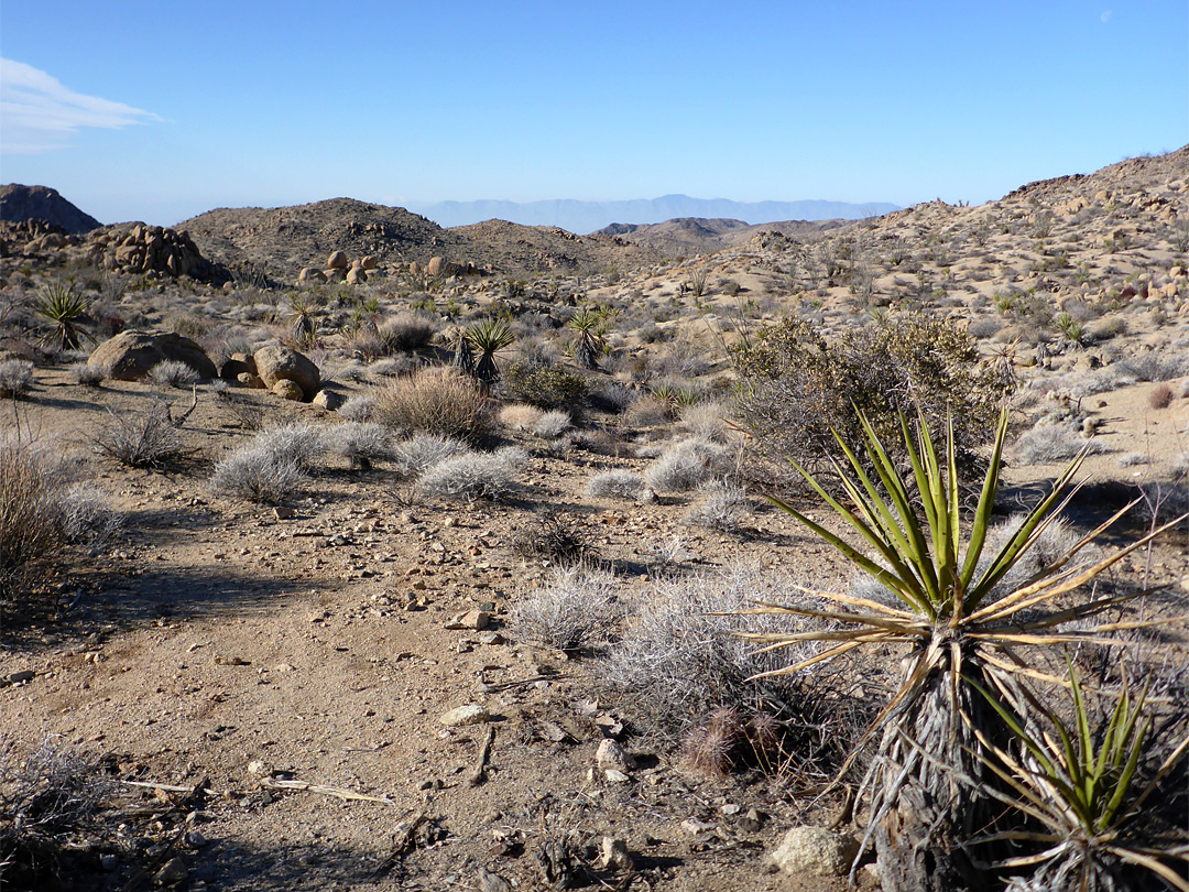 Ocotillo and yucca