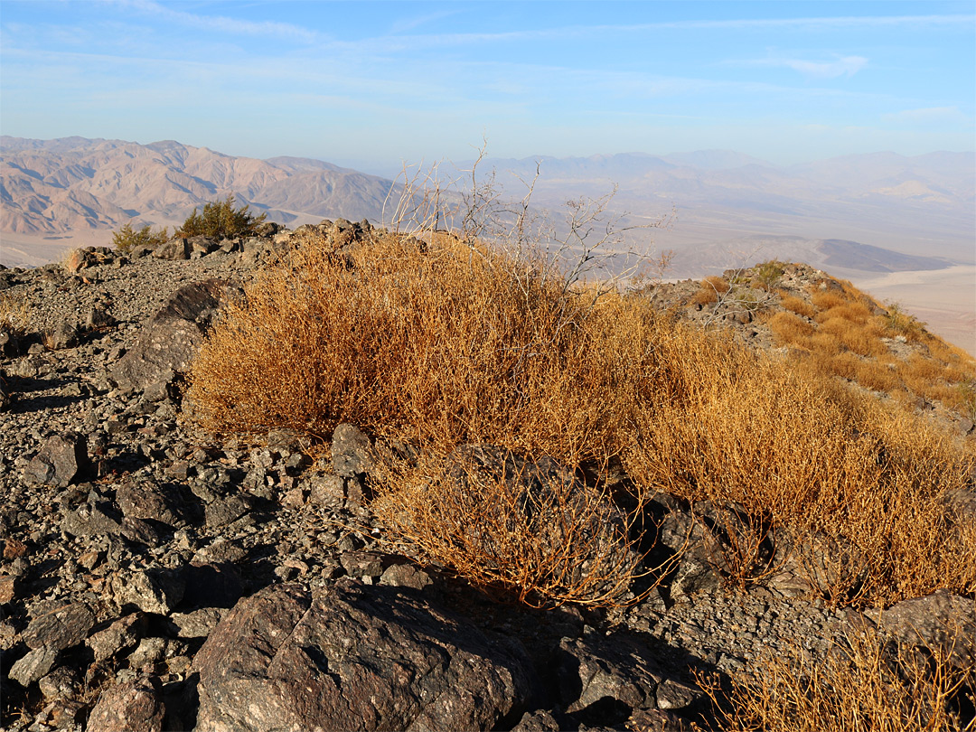 Bushes near the summit