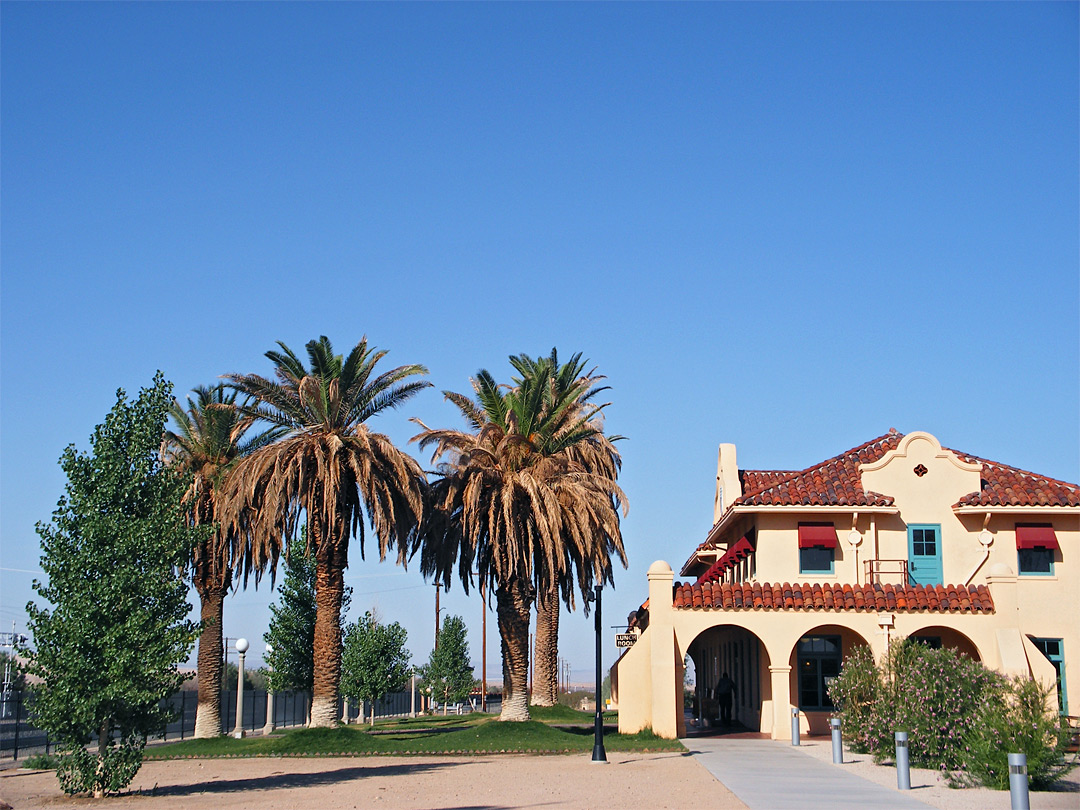 Palm trees by Kelso Station