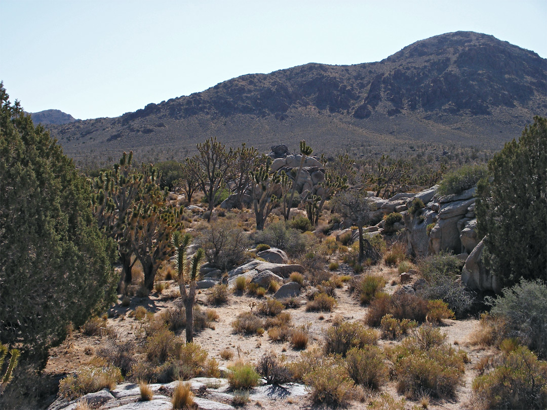 Joshua trees near Kessler Peak