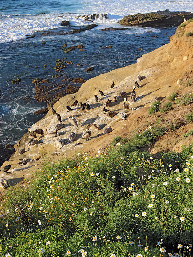 Birds and daisies