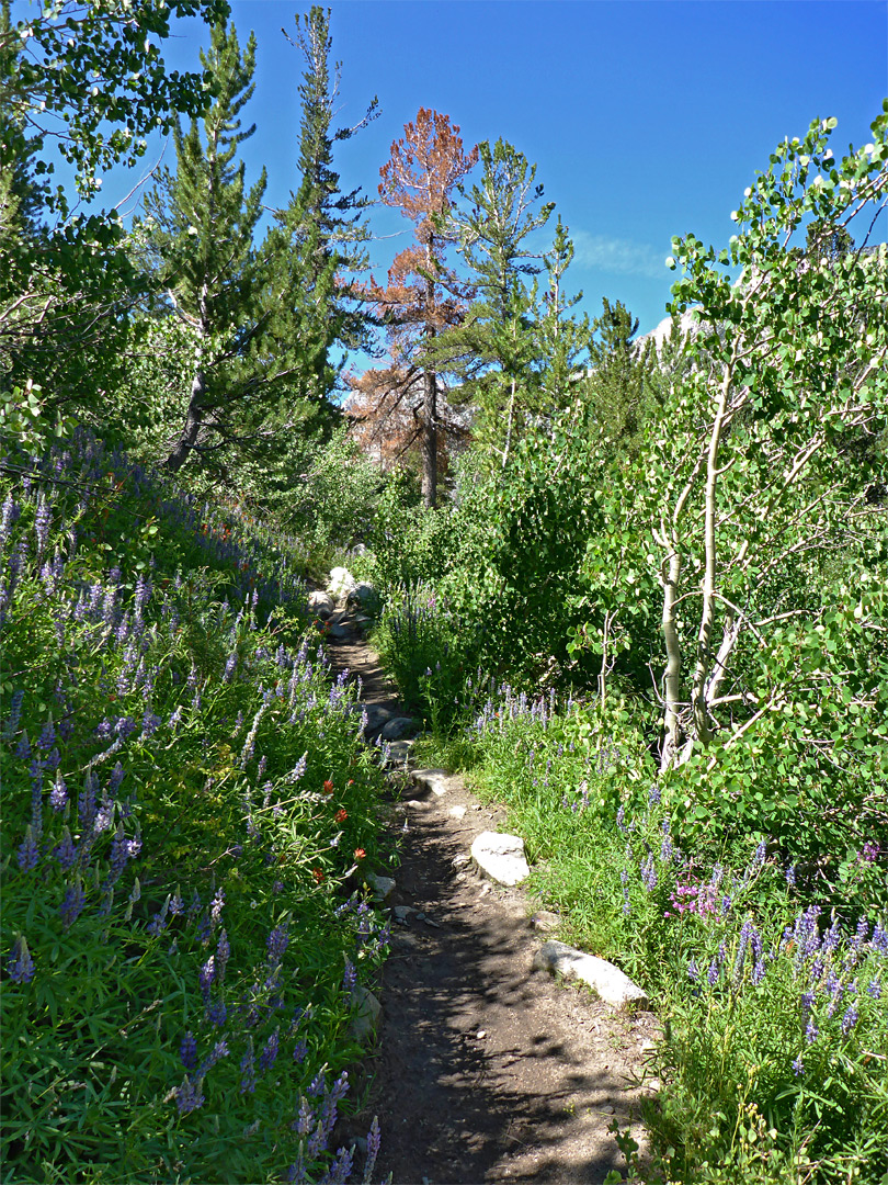Flower-lined path