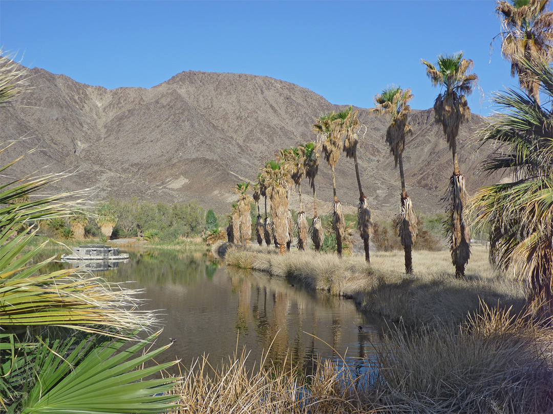 Palms by Lake Tuendae