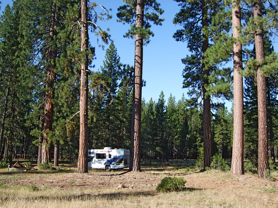 Camping in the forest