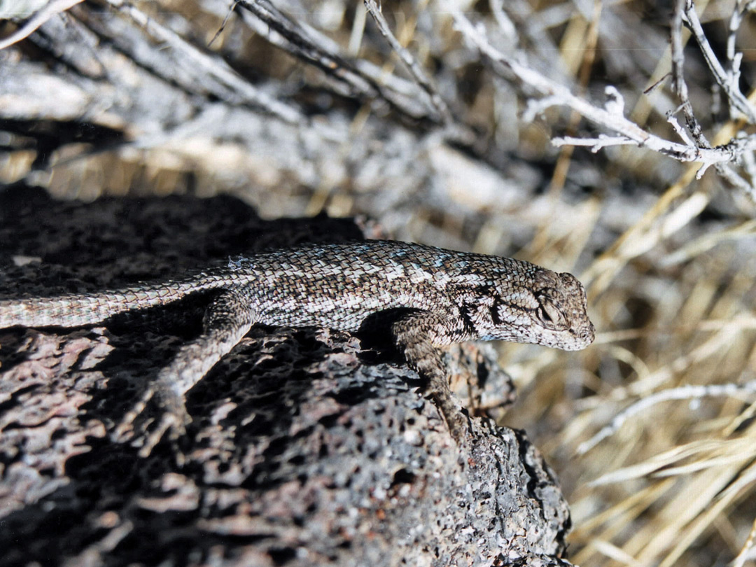 Western fence lizard