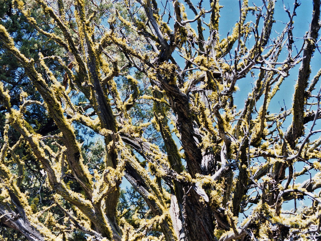 Mossy tree