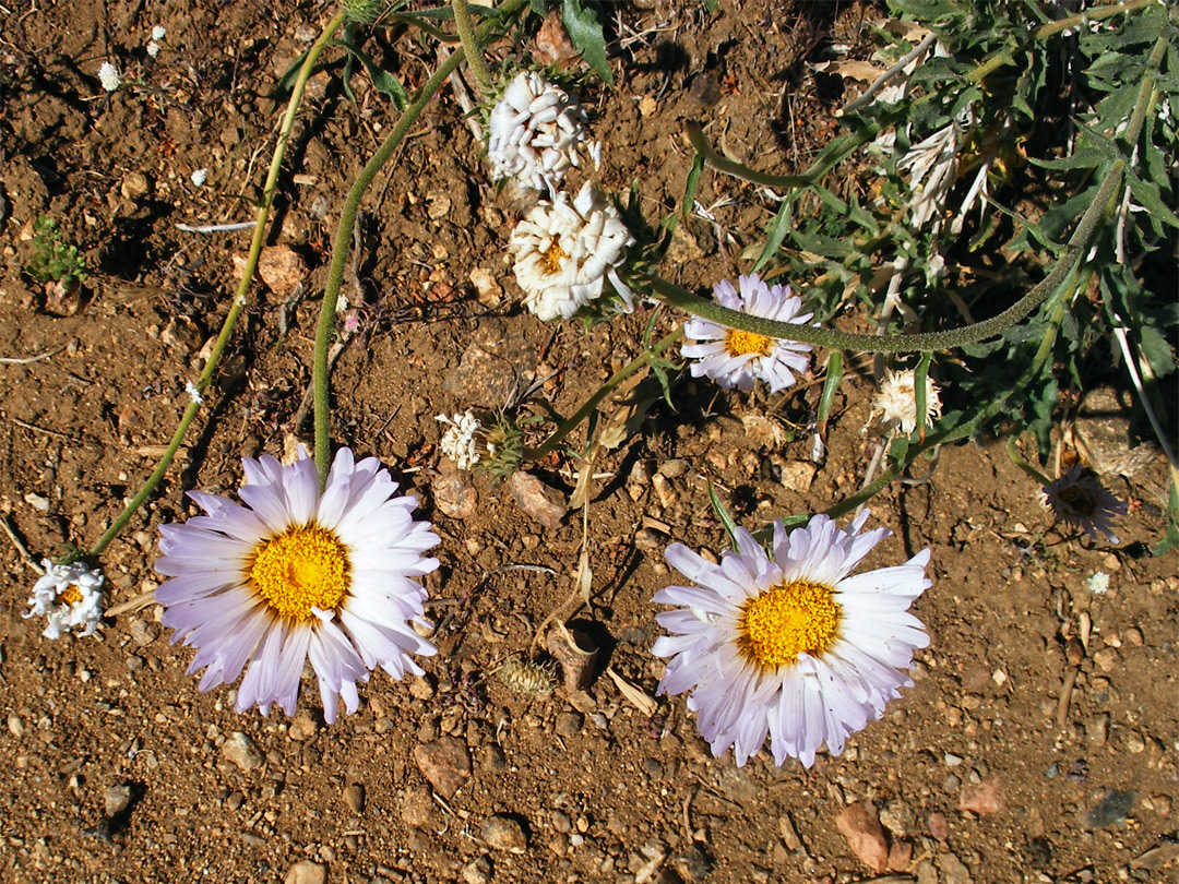 Pale pink flowers