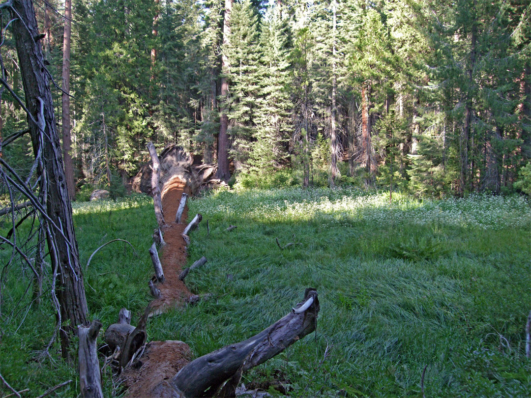 Fallen tree across Lion Meadow