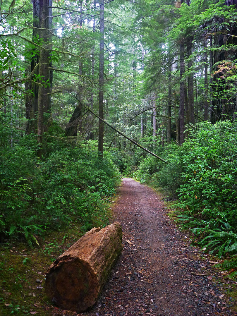 Log by the path