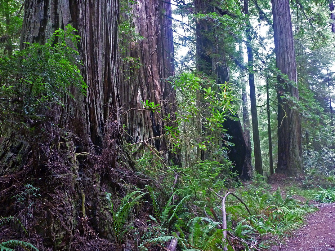 Trees and undergrowth