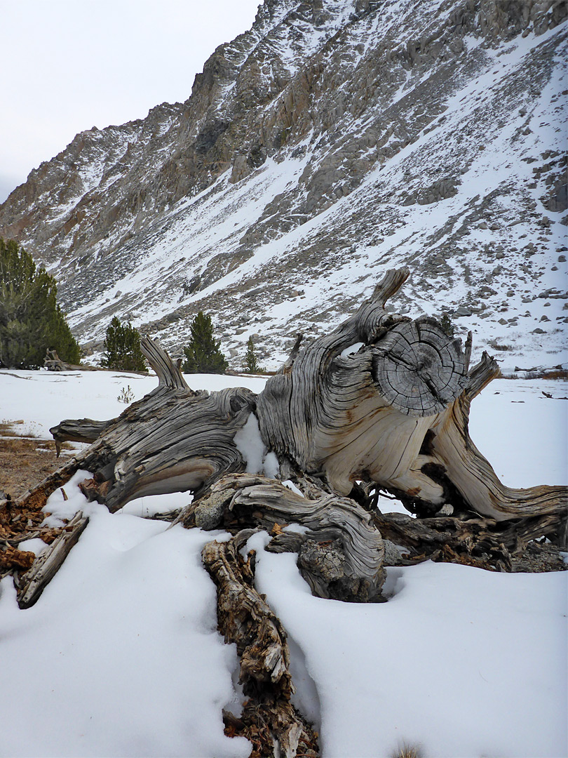 Ancient log