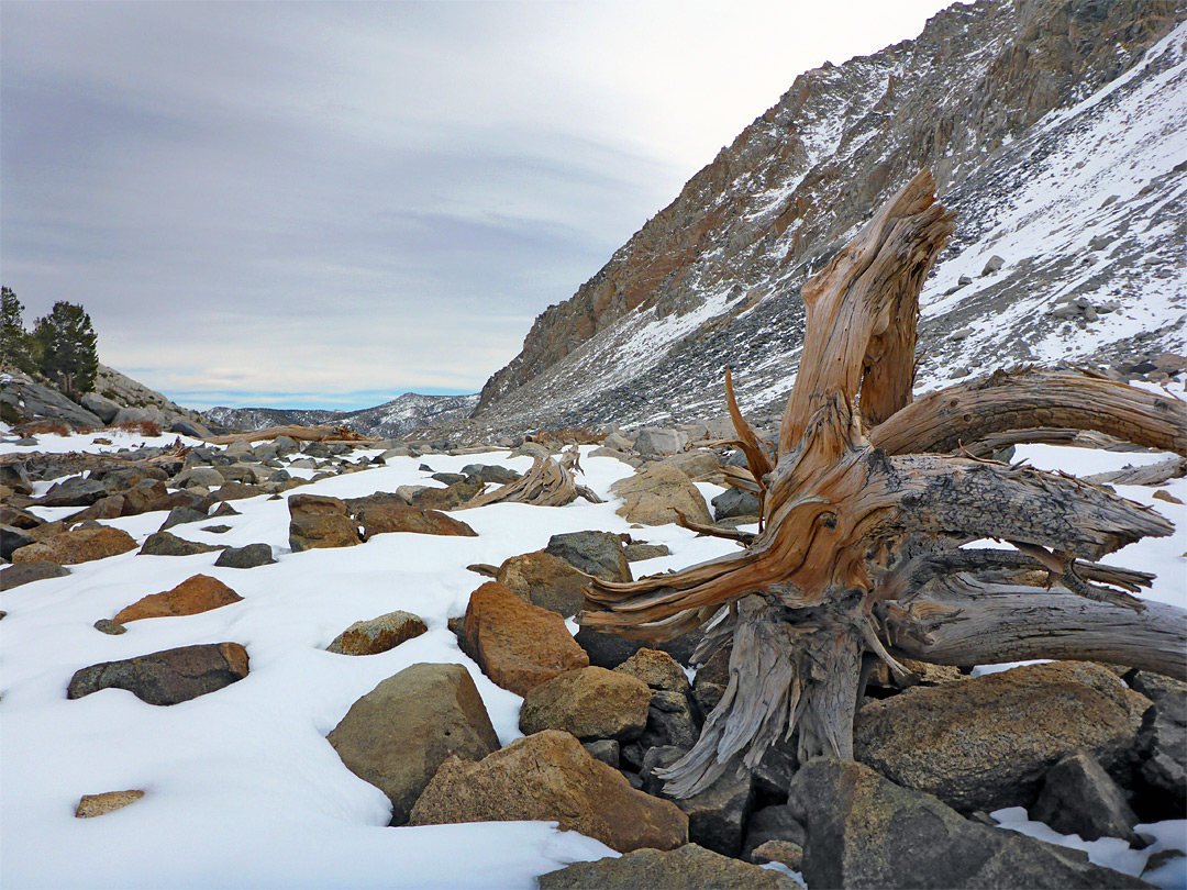 Boulders and logs