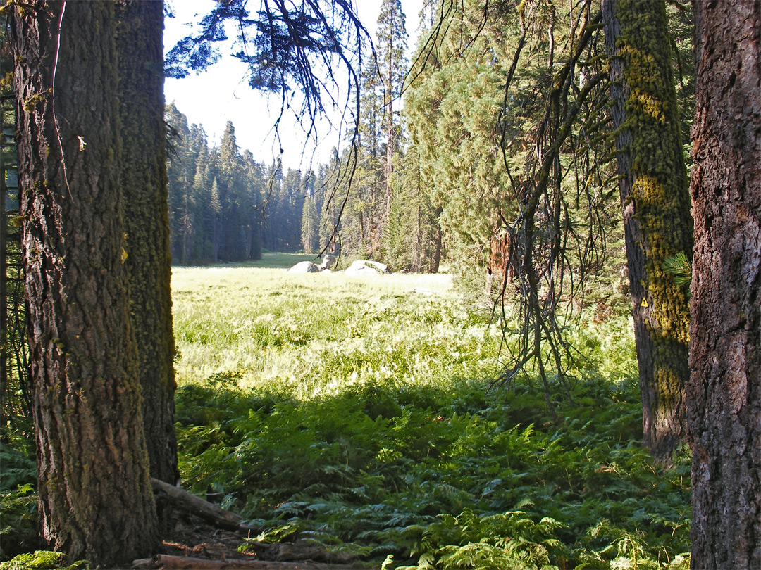 Edge of Log Meadow