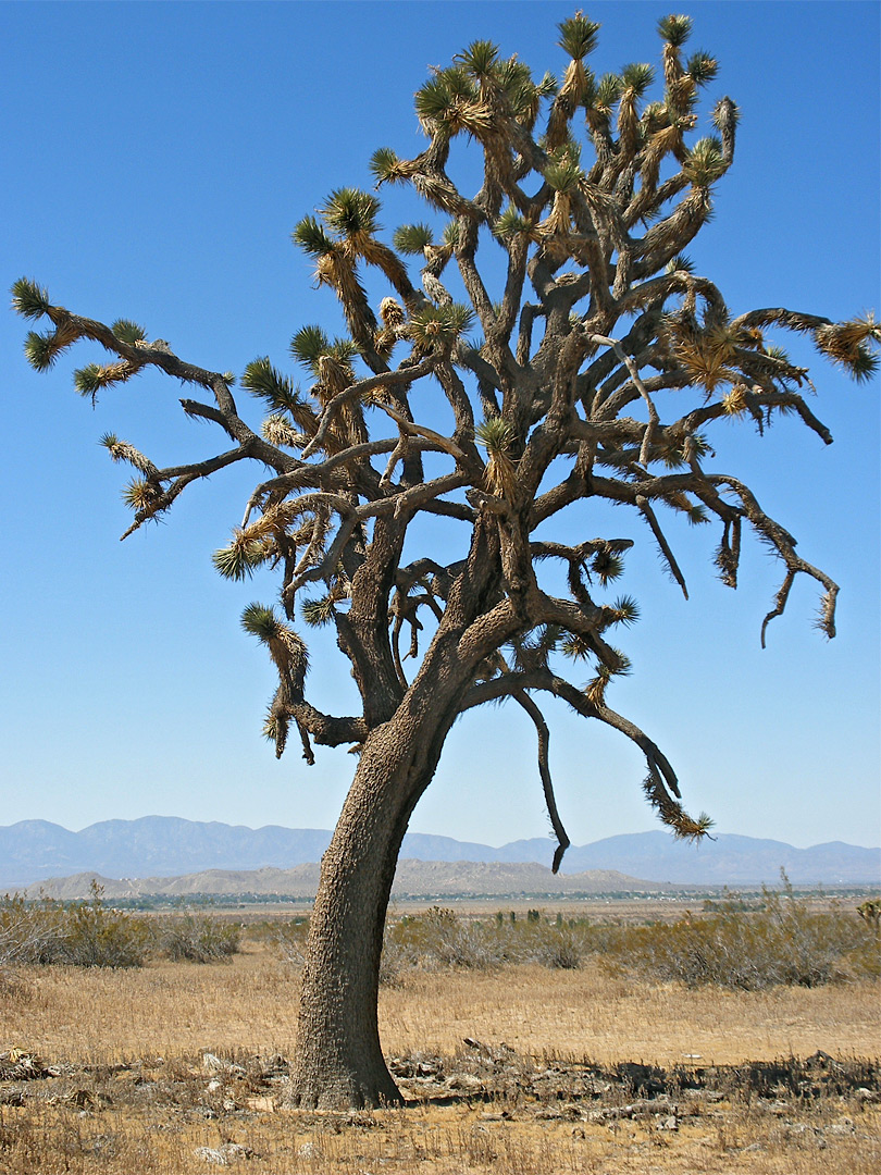 Joshua tree