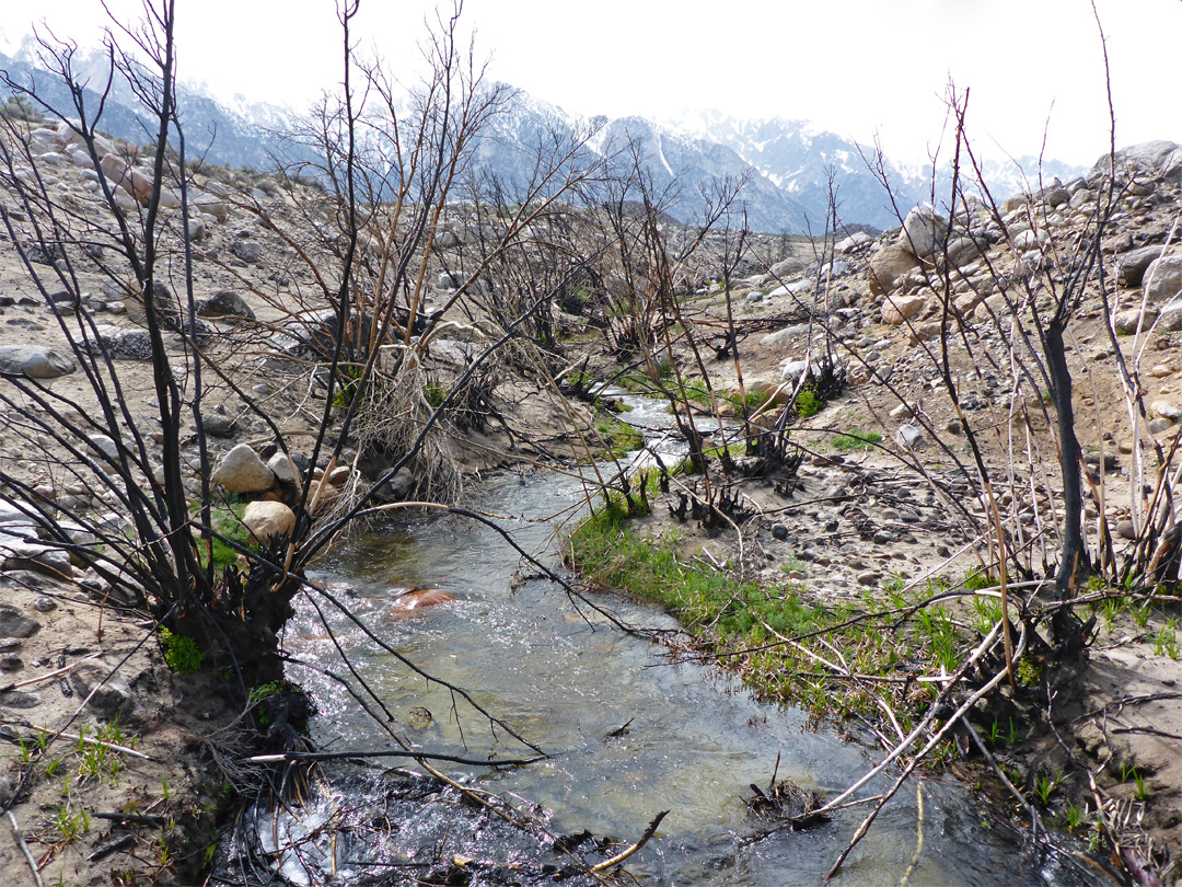 Lone Pine Creek - upstream