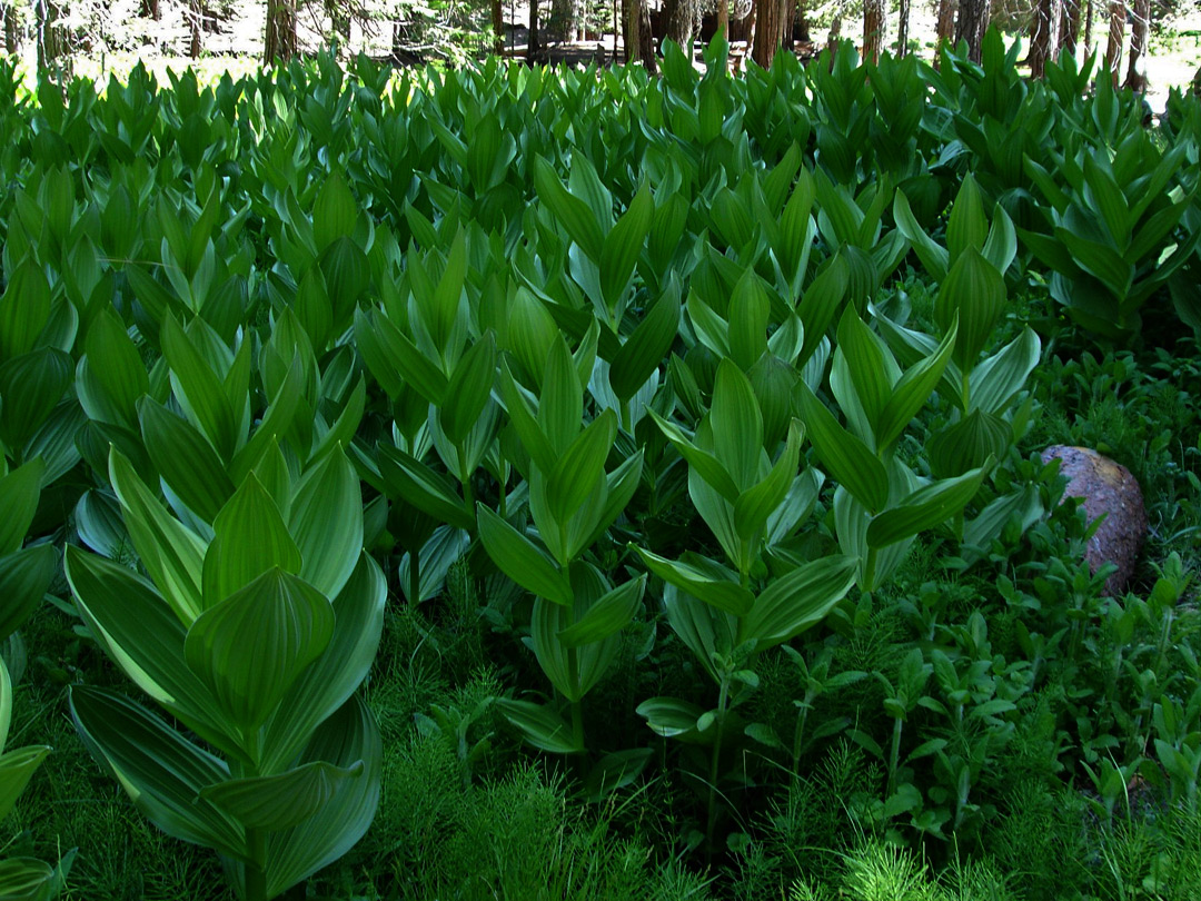 Corn lilies