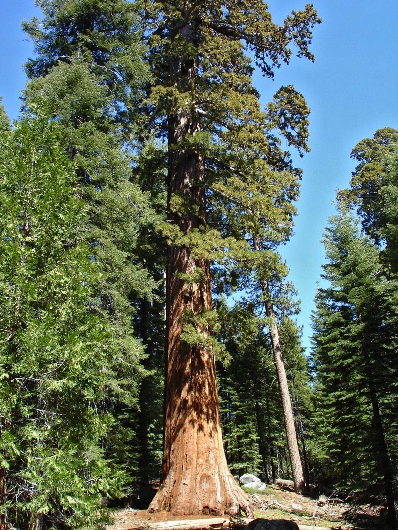 Tall sequoia