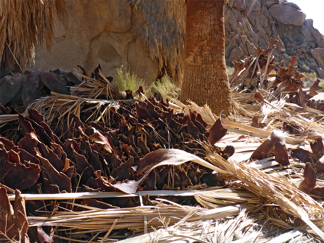 Palm debris