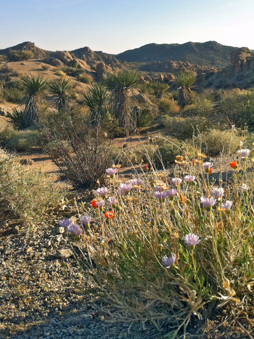 Wildflowers