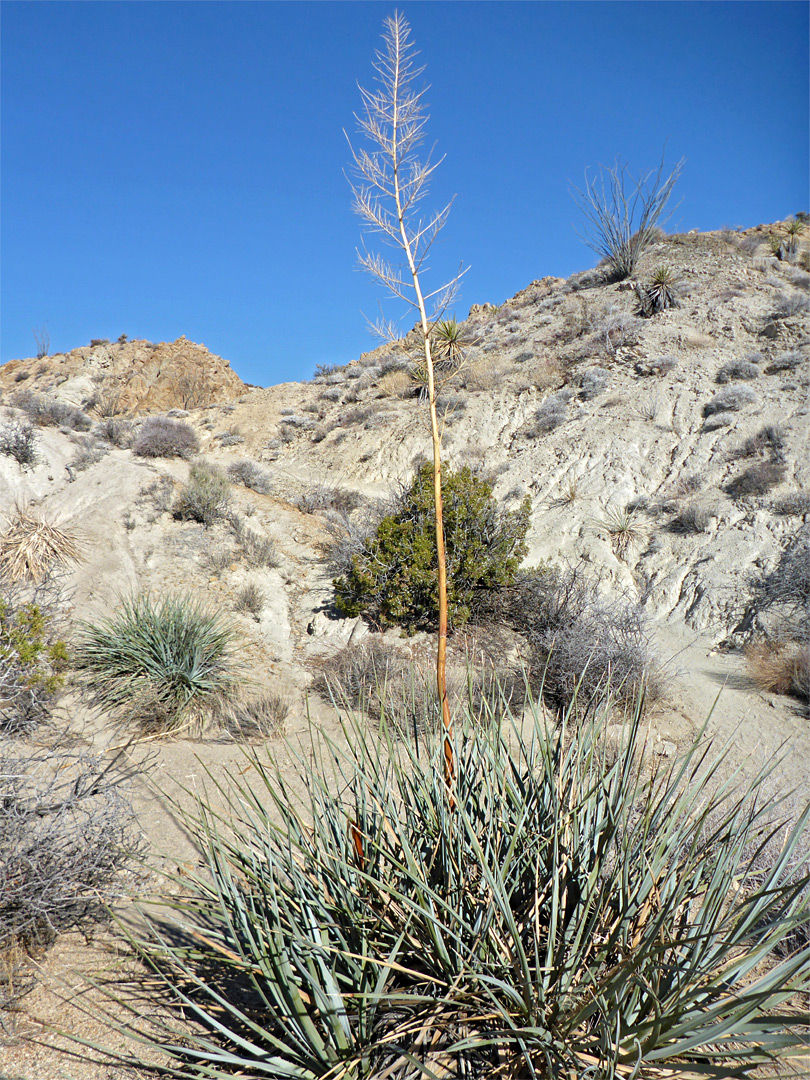 Nolina with flower stalk