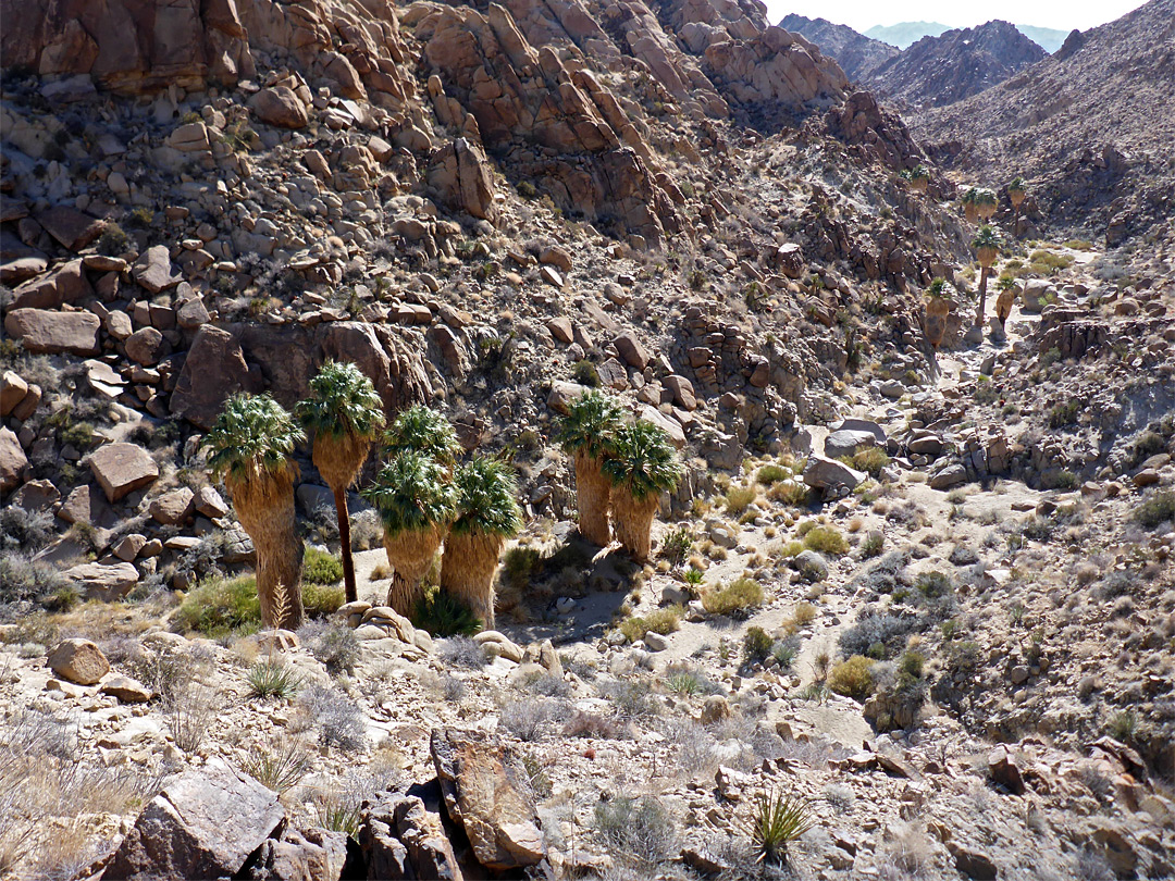 The lower palms