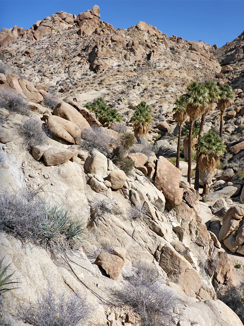 Rocks around the oasis