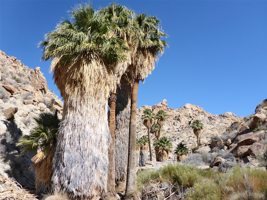 Dense dead fronds