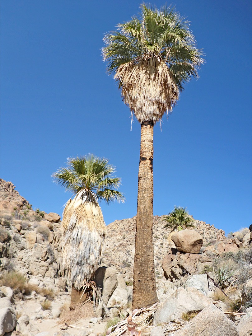 Three palms