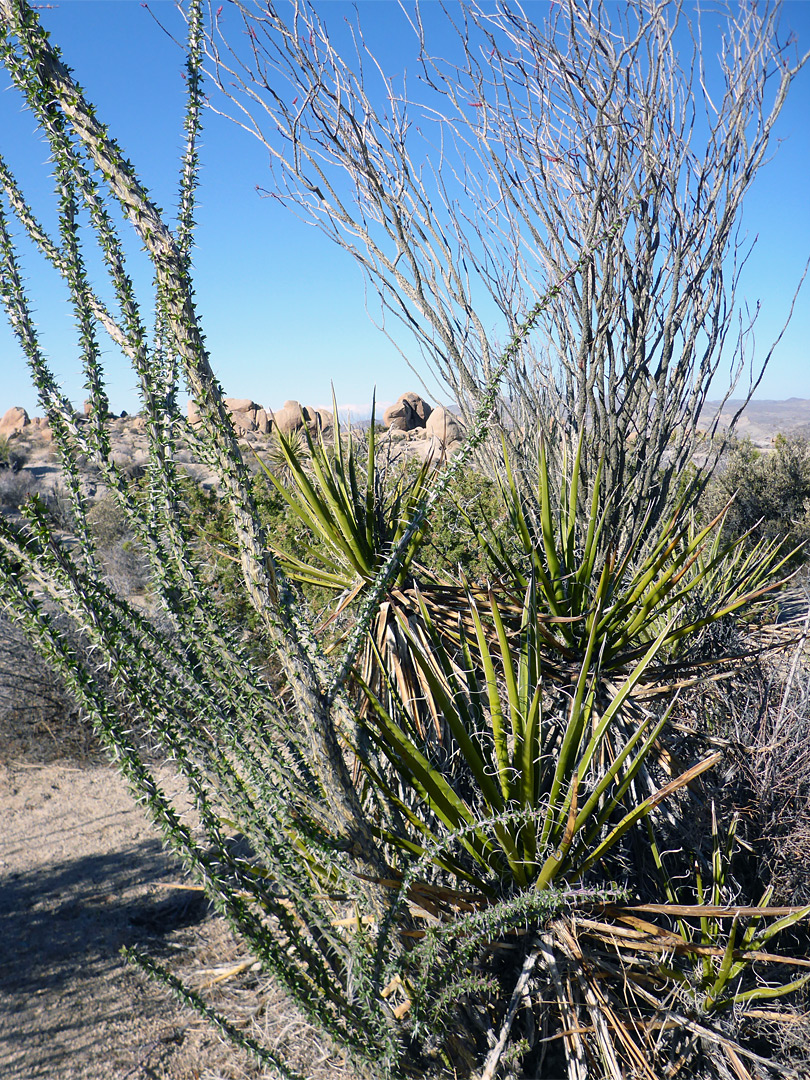 Yucca and ocotillo