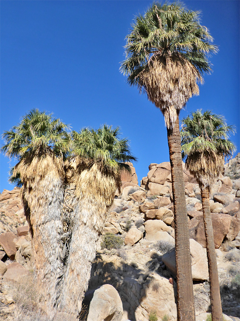 Wide view over the oasis