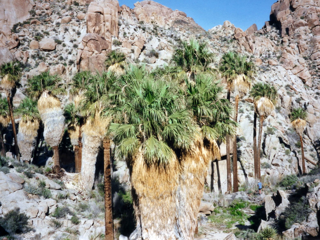 Palm trees at the oasis