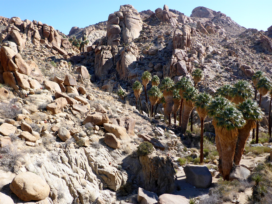 Palm trees at the oasis