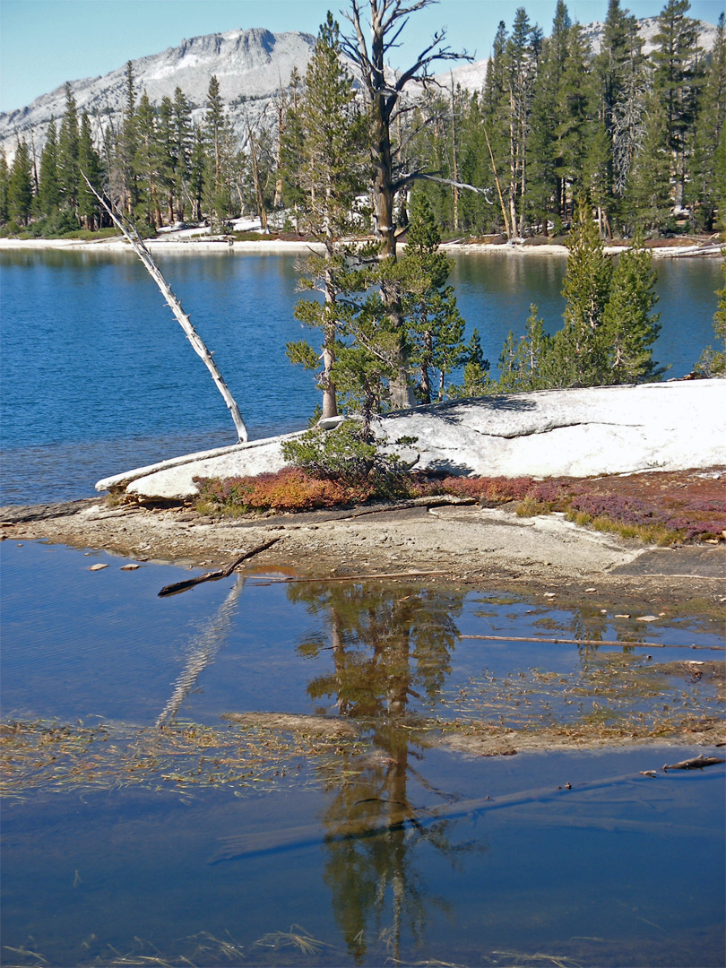 Trees by the waters of  Lower Cathedral Lake