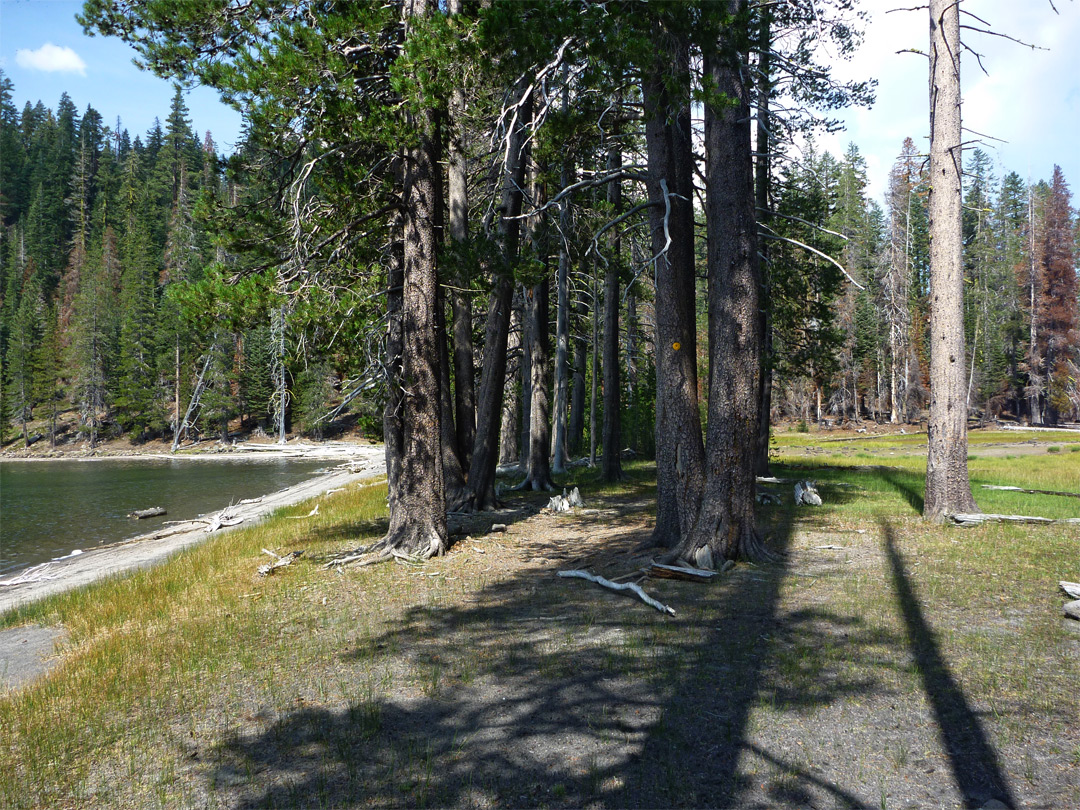 Trees by Lower Twin Lake