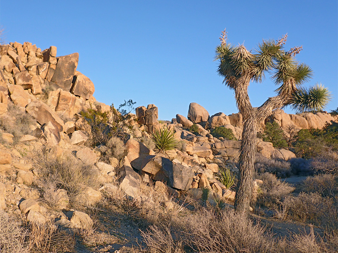 Boulders and desert plants