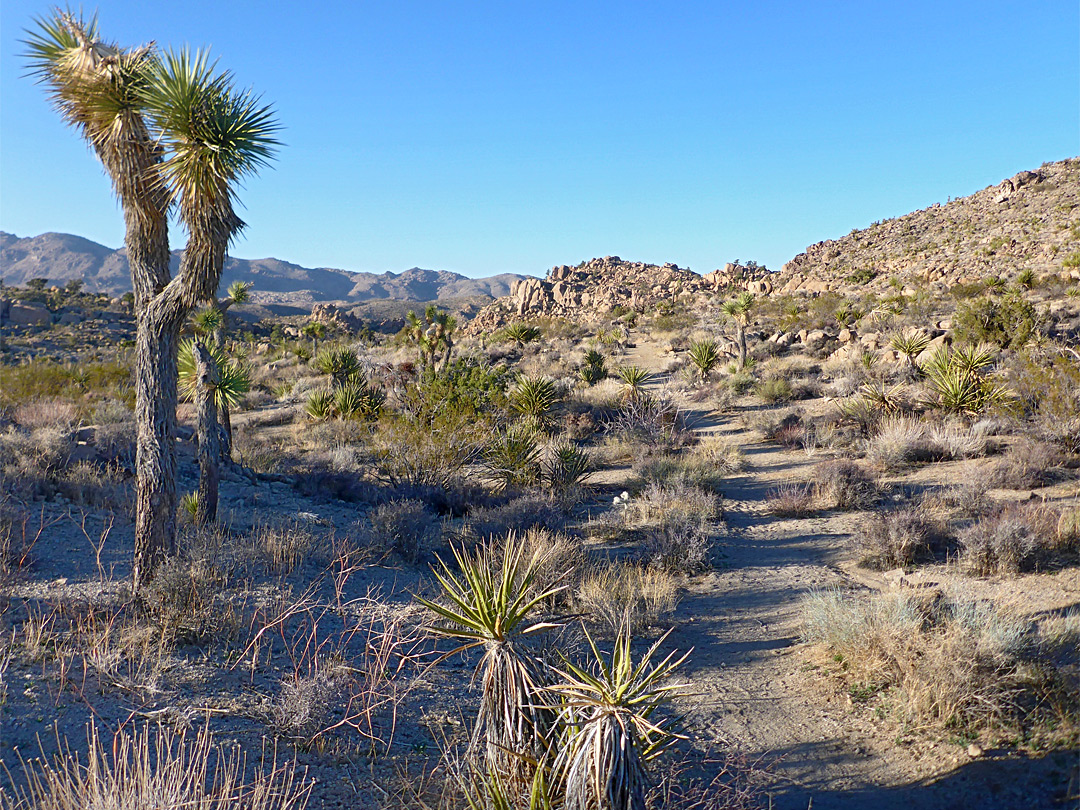 Path near the mine