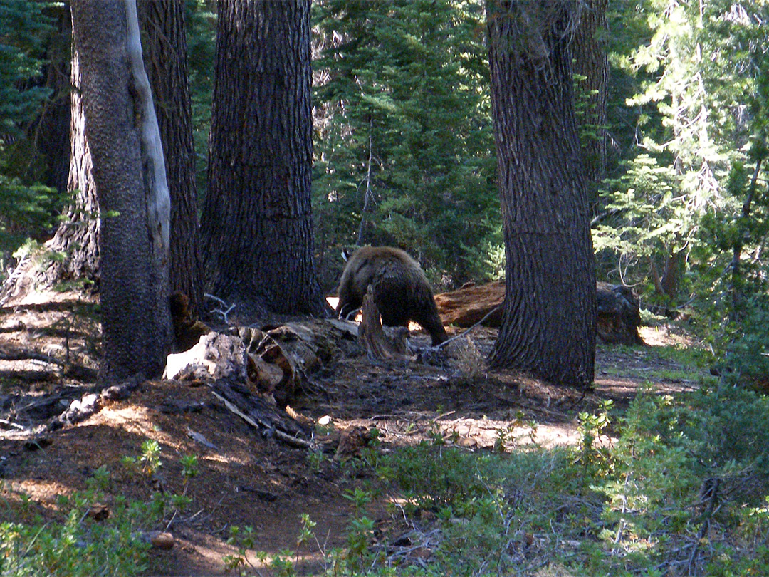 Black bear along the trail