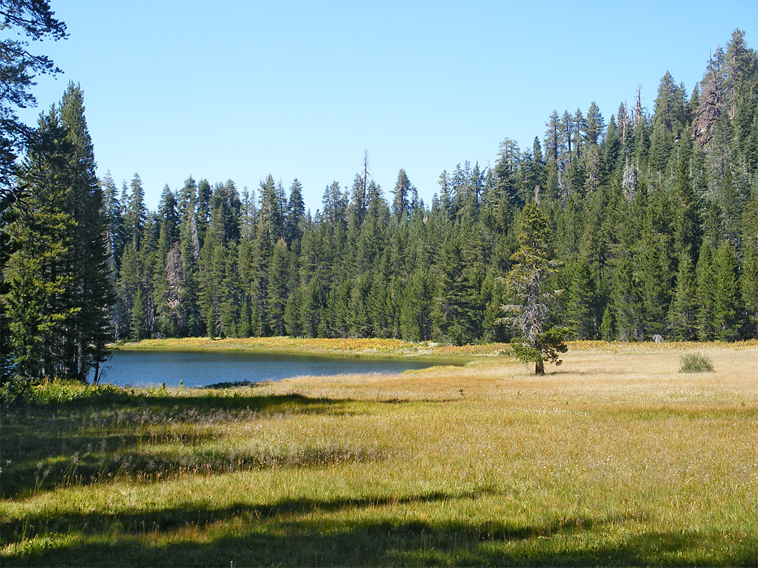 Meadow by the lake