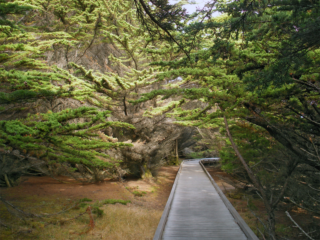 Boardwalk trail