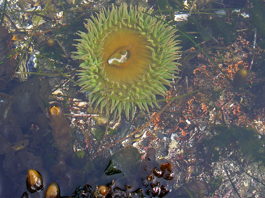 Giant green anemone